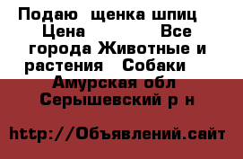 Подаю. щенка шпиц  › Цена ­ 27 000 - Все города Животные и растения » Собаки   . Амурская обл.,Серышевский р-н